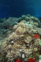 Raja Ampat 2016 - Corail - IMG_4934_rc